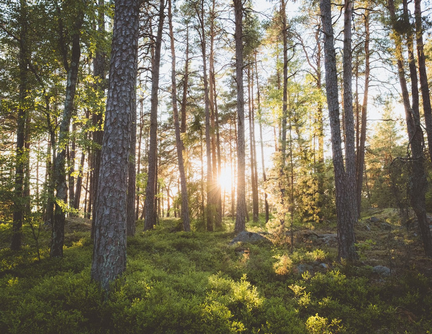 tallskog i solsken