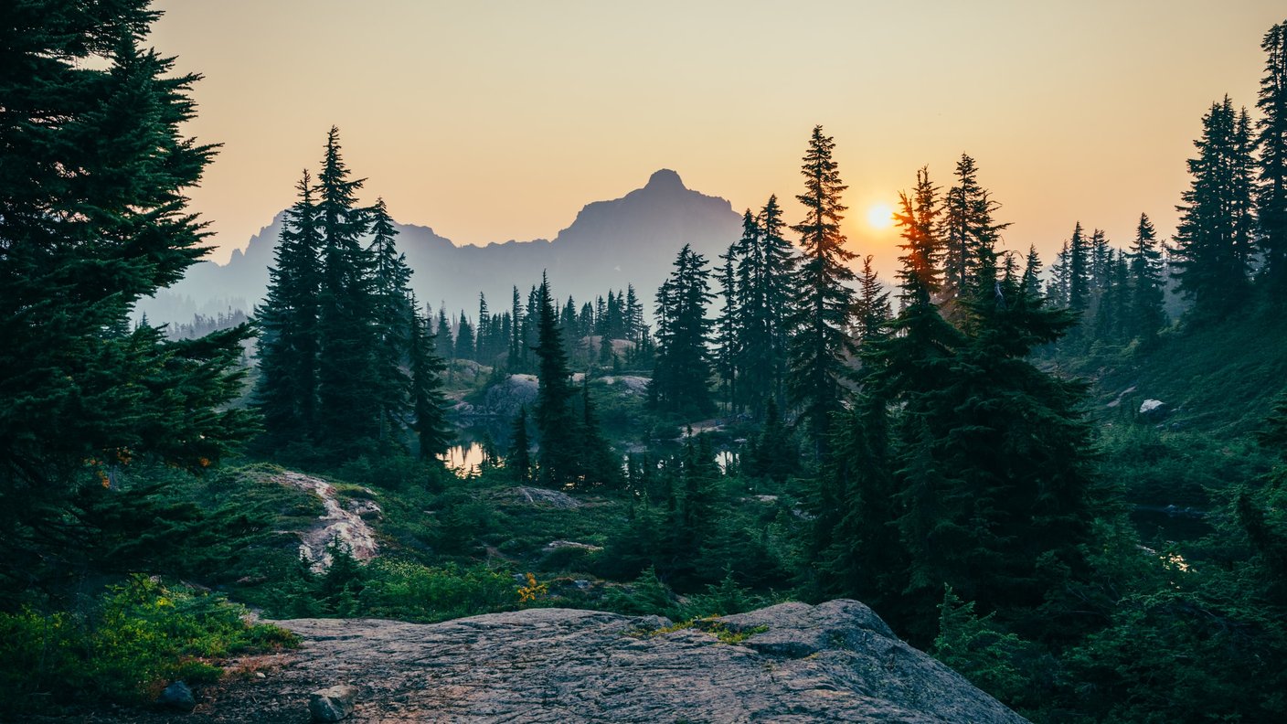 skog i soluppgång