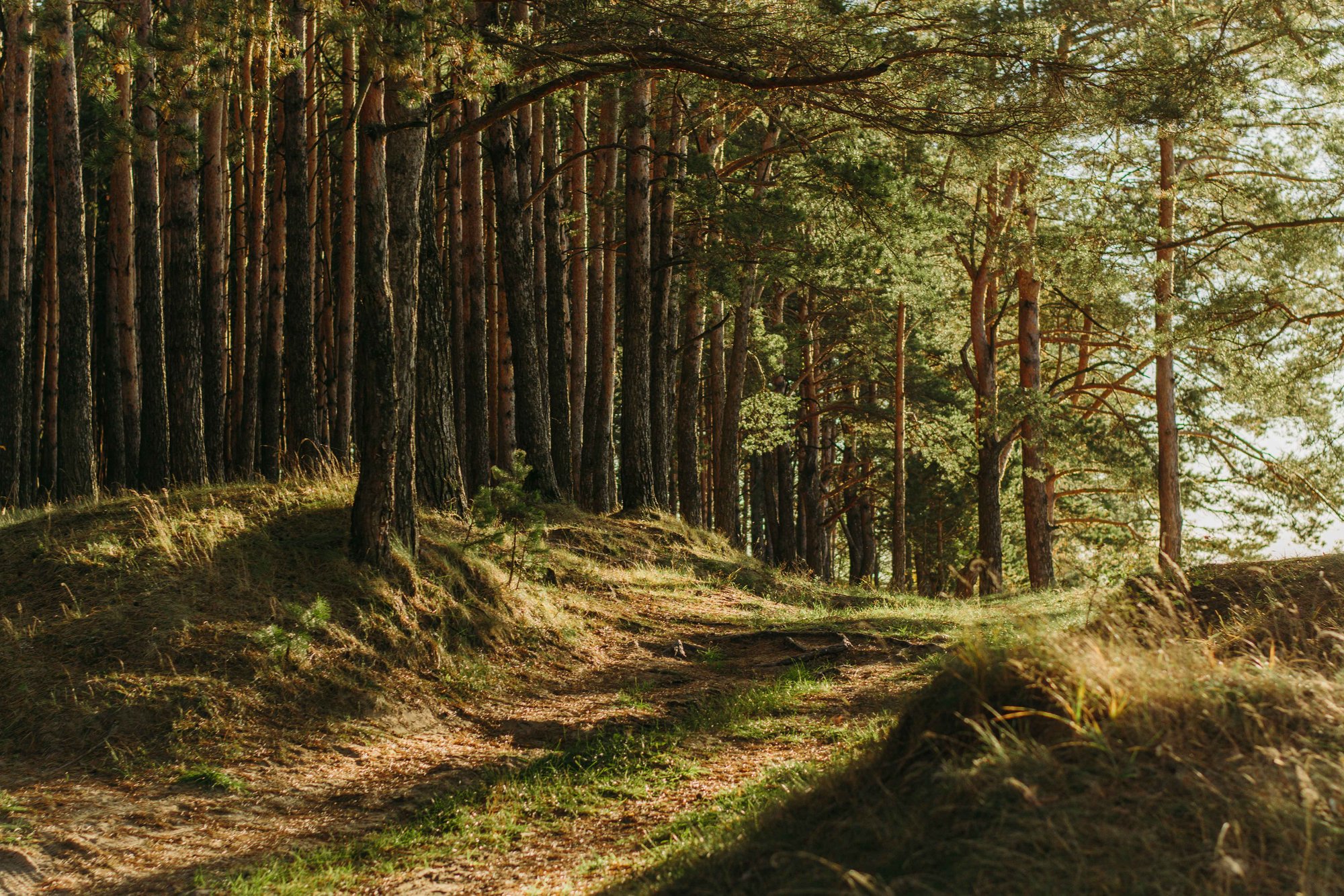 skog