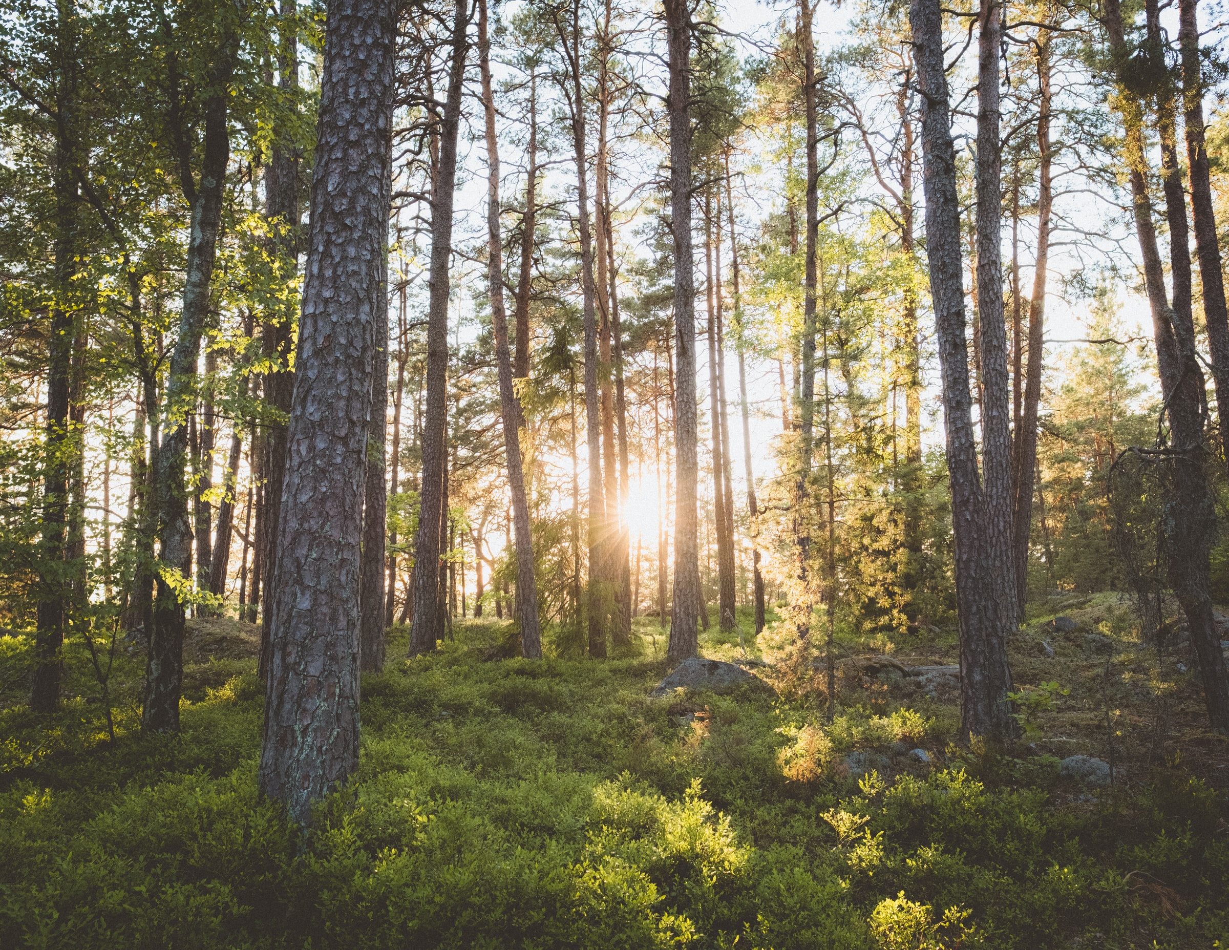 tallskog i solsken